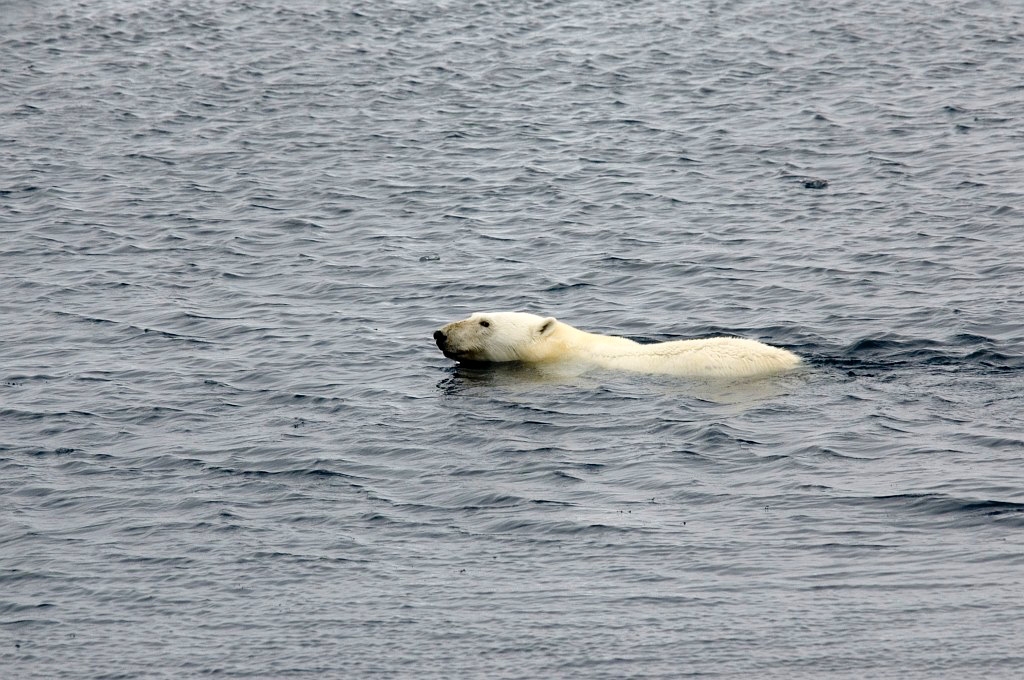 2607 Iskanten Isbjorn08.jpg - Polar Bear (Thalarctos maritimus) Isbjørn, Spitsbergen Norway July 2008
